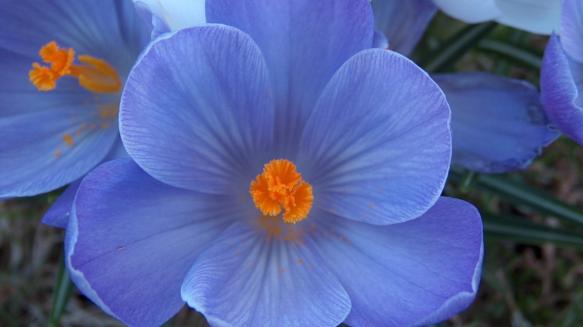 Willsons Garden Center